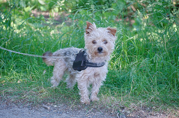 Petit chien race yorkshire .