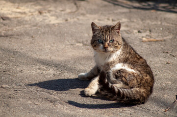 homeless gray cat on asphalt