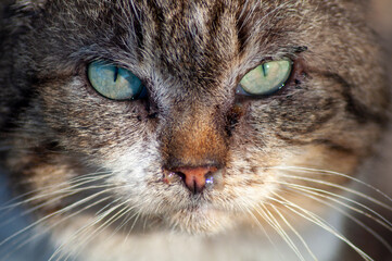 portrait of a sick cat. beautiful cat with sour eyes and snot