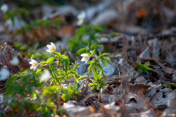 White anemone flowers in the awakening spring forest. First flowers in early spring. close up first white spring forest anemone