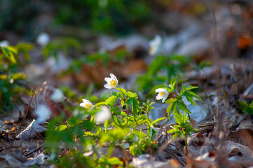 White anemone flowers in the awakening spring forest. First flowers in early spring. close up first white spring forest anemone