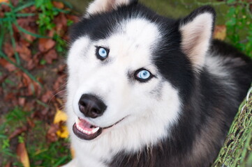 siberian husky dog