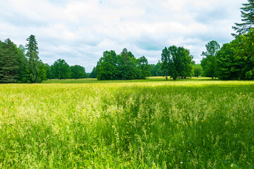 Białowieski Park Narodowy Białowieża Podlasie Łąka pole drzewa park