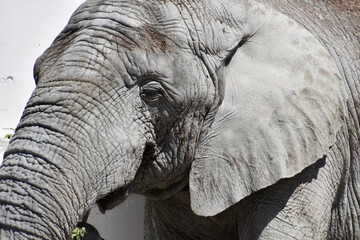 Old elephant with rough skin, eating.