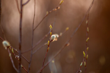 Pussy-willow branches with catkins, spring blurred background