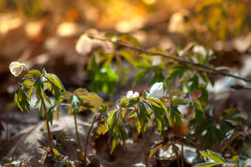 White anemone flowers in the awakening spring forest. First flowers in early spring. close up first white spring forest anemone