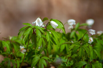 White anemone flowers in the awakening spring forest. First flowers in early spring. close up first...