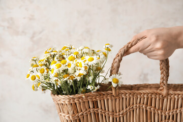 Female hand with beautiful chamomiles in bag on light background