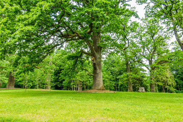 Białowieski Park Narodowy Białowieża Podlasie Drzewa park trawa natura zieleń