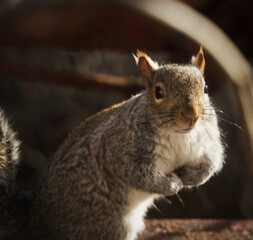 portrait of a squirrel