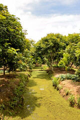 Fototapeta na wymiar It's Beautiful nature of Mekong Delta in Vietnam