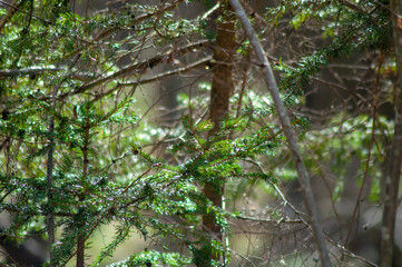 Fototapeta premium spring forest. nature without leaves. haze from branches