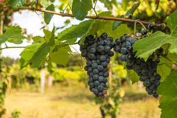 Close up of berries and leaves of grape-vine. Single bunch of ripe red wine grapes hanging on a vine on green leaves background. Plantation of grape-bearing vines, grown for wine making, vinification.