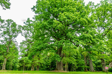 Białowieski Park Narodowy Białowieża Podlasie Drzewa park trawa natura zieleń - obrazy, fototapety, plakaty