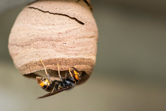 Close up Asian hornet working in nest