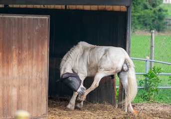 old sick white horse, blind with a cancer waiting to be killed