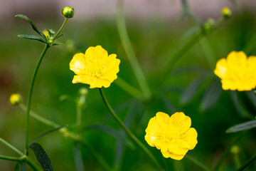 on the endless green field grow fragrant yellow flowers