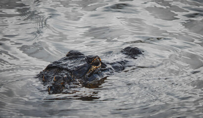 alligator in river 