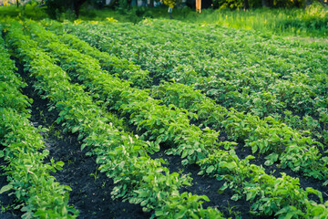 Green potato bushes until flowering. Beautiful processed potato fields in summer. Two-week potato sprouts on bed.