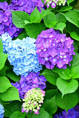 Hydrangea in the park began to bloom