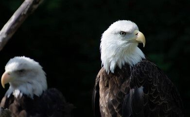 american bald eagles
