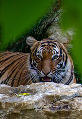 portrait of a tiger