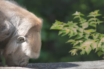 Fototapeta premium Female gorilla bowing down