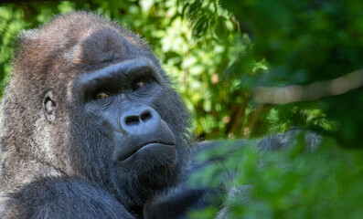Obraz premium Portrait of a male gorilla
