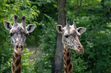 giraffes in the zoo