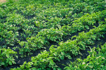 Fototapeta na wymiar Green potato bushes until flowering. Beautiful processed potato fields in summer. Two-week potato sprouts on bed.