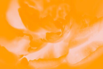 Orange peony flower. Soft focus, orange floral background, toned