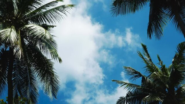 Palm tree forest with a sunny blue sky timelapse. The sun's rays make their way through the leaves of the palm trees.