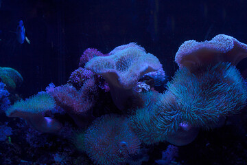 Fototapeta premium Pink purple and blue strands of live coral underwater