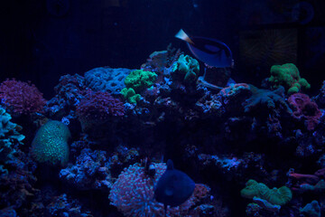 Fototapeta na wymiar grren and blue corals