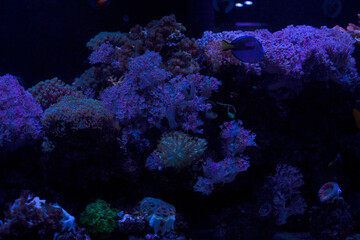 Corals moving underwater