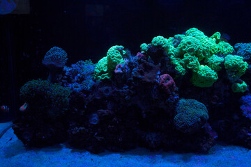 Colony of live cauliflower-like corals underwater