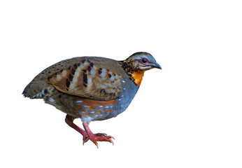 Rufous-throated Partridge on white background.