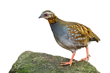 Rufous-throated Partridge on white background.
