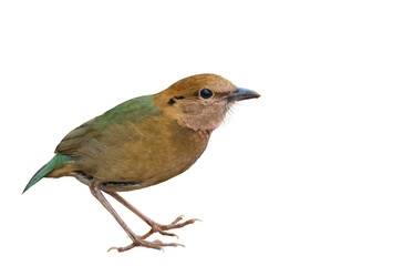 Rusty-naped Pitta on white background