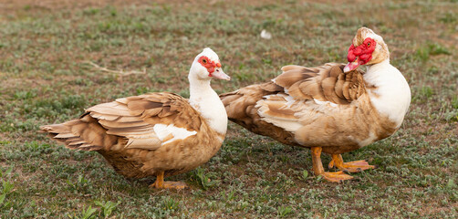 Muscovy duck (Cairina moschata momelanotus) is a large duck native to Mexico and Central and South America. A pair of waterfowl.