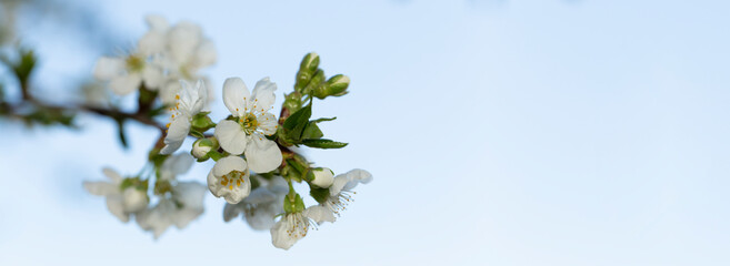 Cherry blossom. White flowers of a fruit tree close-up.