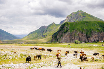 Obraz premium It's Cows in front of the mountains