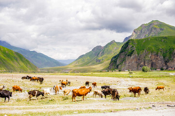 It's Cows in front of the mountains