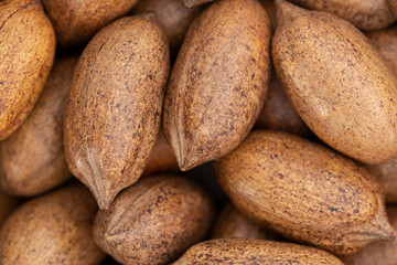 Pecan (Carya illinoinensis) is a species of hickory native to northern Mexico. The seed is an edible nut.