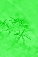 Bright green blurred abstract background, leaves pattern