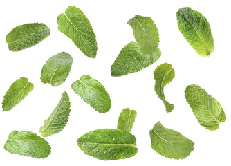 Set of flying green mint leaves on white background