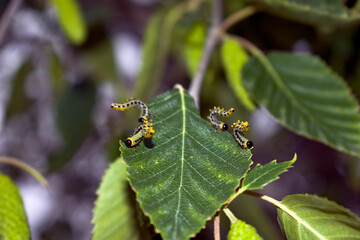 Green caterpillars eating leaves