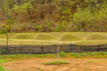 Four unmarked burial mounds