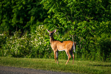 deer in the forest