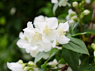 Blooming Mock oranges. Whote flowers to a garden. Shrub with white flowers
